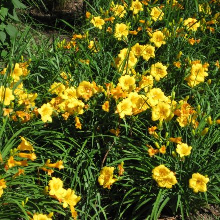 Hemerocallis Stella d'Oro - sásliliom c15