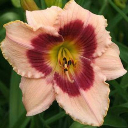 Hemerocallis Wineberry Candy - sásliliom