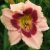 Hemerocallis Wineberry Candy - sásliliom