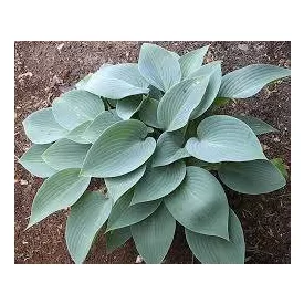 Hosta  Blue Cadet- árnyékliliom