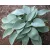 Hosta  Blue Cadet- árnyékliliom