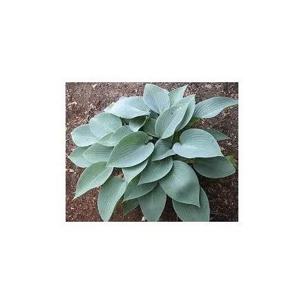 Hosta  Blue Mouse Ears- árnyékliliom