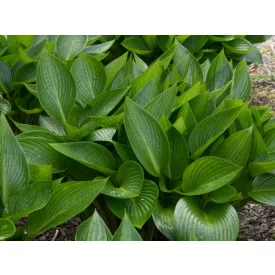 Hosta  Devon Green- árnyékliliom
