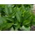 Hosta  Devon Green- árnyékliliom