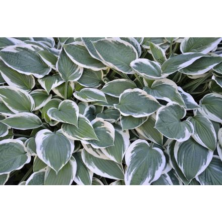 Hosta El Nino - árnyékliliom