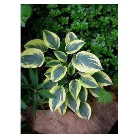 Hosta  First Frost- árnyékliliom