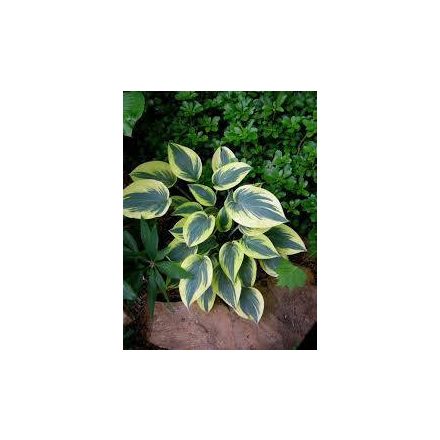 Hosta  First Frost- árnyékliliom