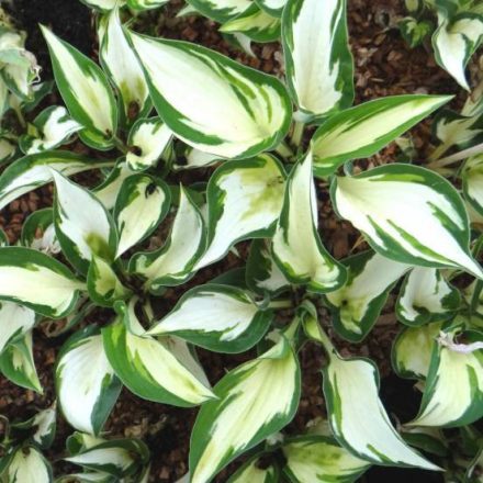 Hosta Fire & Ice - Fire & Ice sásliliom