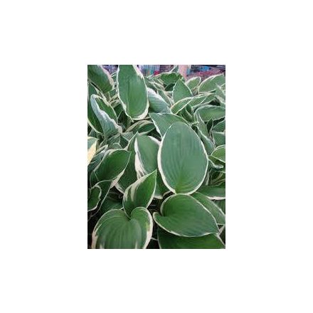 Hosta  Francee - árnyékliliom
