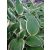 Hosta  Francee - árnyékliliom