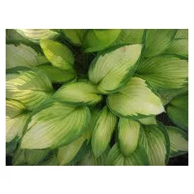 Hosta  Gold Standard - árnyékliliom
