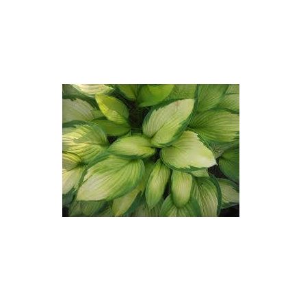Hosta  Gold Standard- árnyékliliom