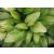 Hosta  Gold Standard- árnyékliliom