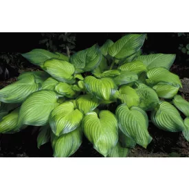Hosta  Guacamole - árnyékliliom
