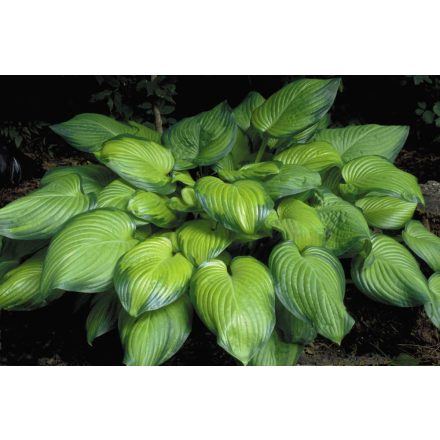 Hosta  Guacamole- árnyékliliom