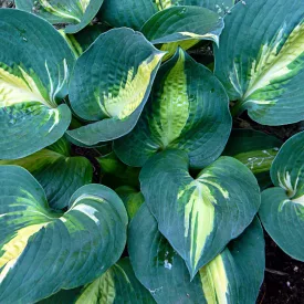 Hosta Gypsy Rose - árnyékliliom
