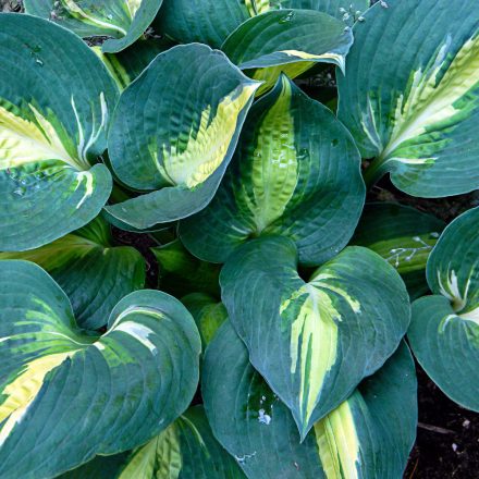 Hosta Gypsy Rose - árnyékliliom