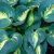 Hosta Gypsy Rose - árnyékliliom
