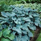 Hosta  Halcyon - árnyékliliom