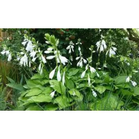Hosta  Honeybells- árnyékliliom