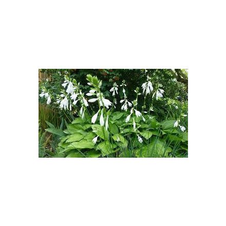 Hosta  Honeybells- árnyékliliom