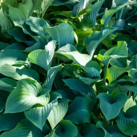 Hosta Krossa Regal- árnyékliliom