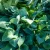 Hosta Krossa Regal- árnyékliliom