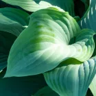 Hosta Krossa Regal- árnyékliliom