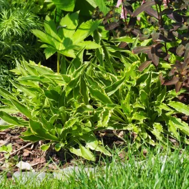 Hosta Lakeside Dragonfly - árnyékliliom