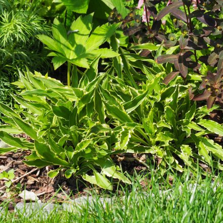 Hosta Lakeside Dragonfly - árnyékliliom