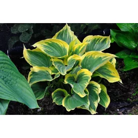 Hosta  Liberty R - árnyékliliom