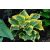 Hosta  Liberty R - árnyékliliom