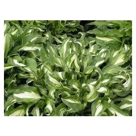 Hosta undulata Mediovariegata- árnyékliliom