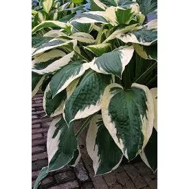 Hosta  Minute Man- árnyékliliom