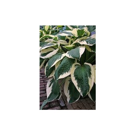 Hosta  Minute Man- árnyékliliom