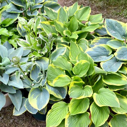 Hosta mix - árnyékliliom