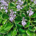 Hosta Patriot - árnyékliliom