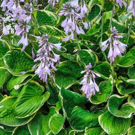 Hosta Patriot - árnyékliliom