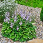 Hosta Patriot - árnyékliliom