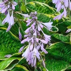 Hosta Patriot - árnyékliliom