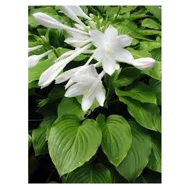 Hosta  plantaginea Grandiflora- árnyékliliom