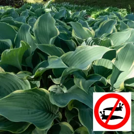 Hosta Regal Splendor - árnyékliliom