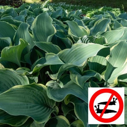 Hosta Regal Splendor - árnyékliliom
