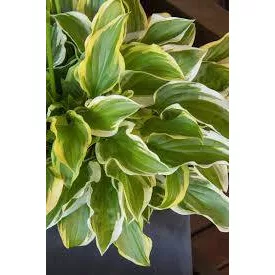 Hosta  So Sweet- árnyékliliom
