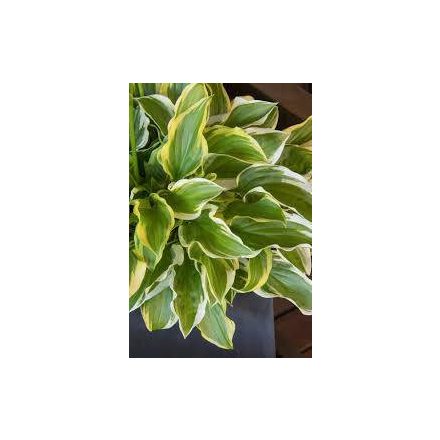 Hosta  So Sweet- árnyékliliom
