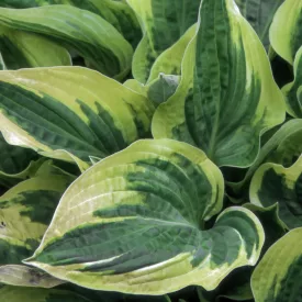 Hosta Wide Brim - árnyékliliom