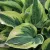 Hosta Wide Brim - árnyékliliom