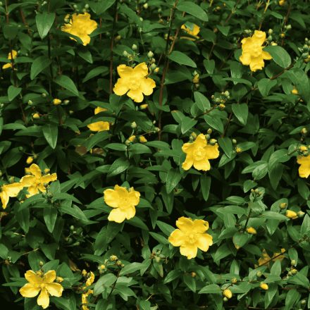 Hypericum calycinum Rose of Sharon - örökzöld orbáncfű