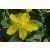 Hypericum calycinum Rose of Sharon- örökzöld orbáncfű
