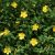 Hypericum calycinum Rose of Sharon - örökzöld orbáncfű